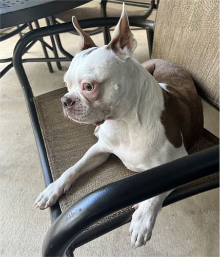 my little man Chief